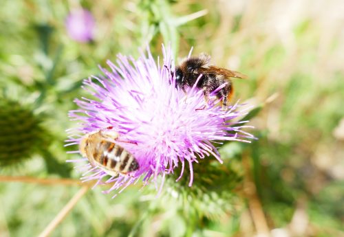Helft den Bienen, rettet uns Menschen!--Biene auf Blume