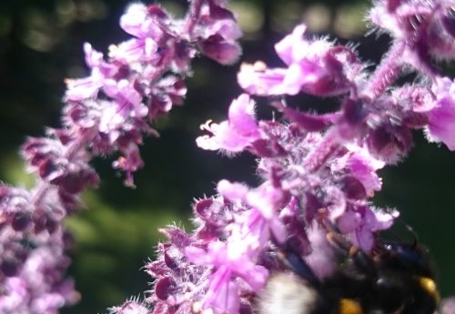 Helft den Bienen, rettet uns Menschen!--Thai-Basilikum, ein Liebling der Bienen und Hummeln