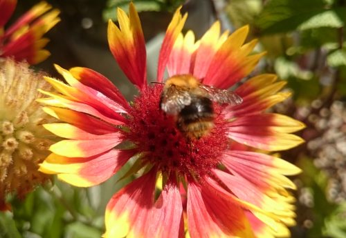 Helft den Bienen, rettet uns Menschen!--tolle Tiere