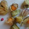 Bio Physalis oder Kapstachelbeere von bioland (4)