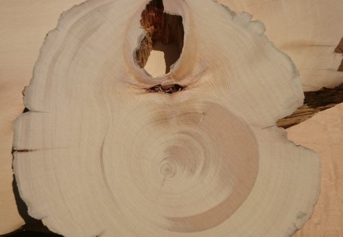 Huon Pine Edles tasmanisches Hart Holz Kiefer aus Australien (2)
