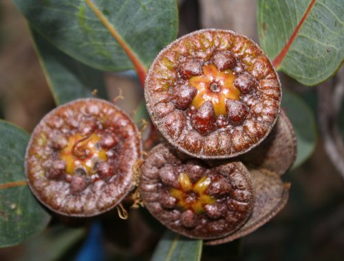 Unsere Erde ist am Ende Es ist 5 vor 12. Hilf mit, sie zu schützen! Eukalyptus Samenkapseln