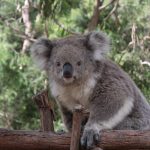 Unsere Erde ist am Ende Es ist 5 vor 12. Hilf mit, sie zu schützen! Koala