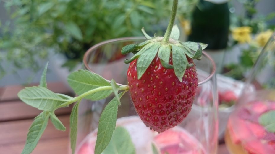 Bio Sekt Secco Cava 0,75l von Freixenet Sekt in Sektglass dekoriert mit frischen Erdbeeren.JPG (2)