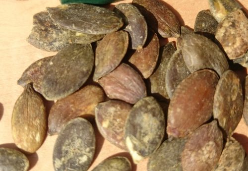 Kürbiskerne salzig geröstet mit Steinsalz 300g von Lebe Gesund Einzelne Kürbiskerne