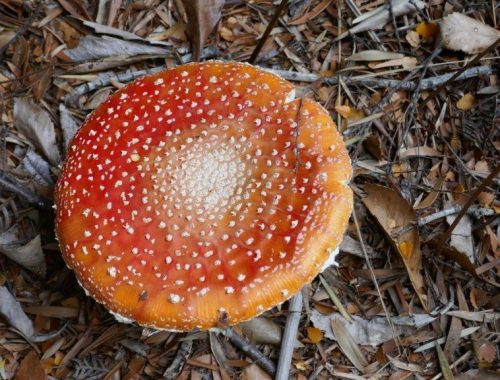 Bio-Essen mit weniger Gift – wie Glyphosat unsere Pflanzenwelt zerstört