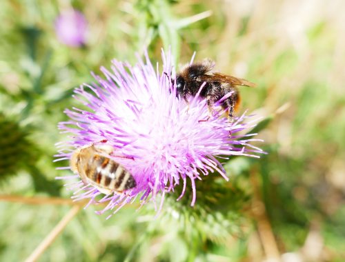 Helft den Bienen, rettet uns Menschen!--Biene auf Blume
