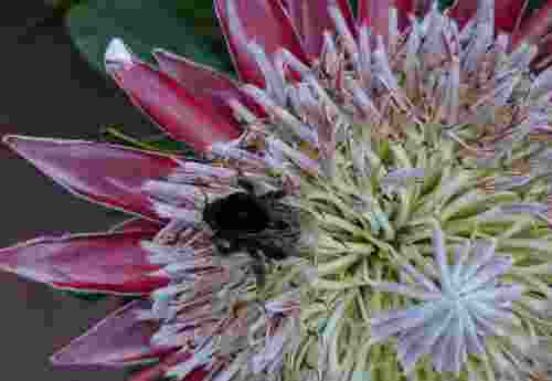 Helft den Bienen, rettet uns Menschen!--Hummel auf Blüte ohne Pestizide