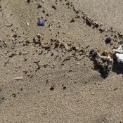 Plastik – das große Problem (2)