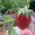 Bio Produkte kann ich mir nicht leisten Prossecco dekorativ mit Erdbeeren (2)